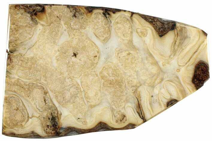 Fossil Mammoth Molar Slab - Siberia #231230